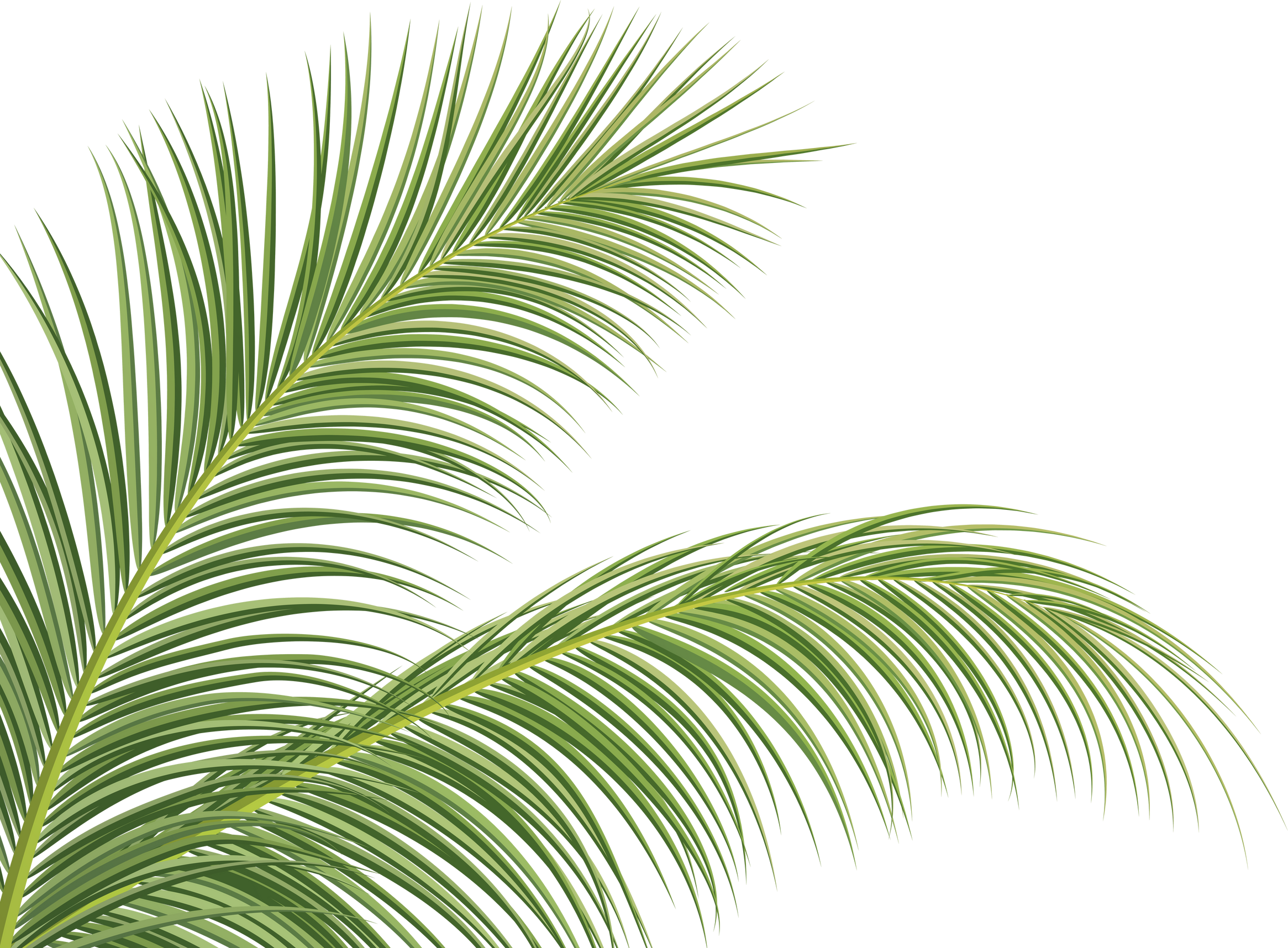palm branch, coconut leaf, tropical plant decorative  background