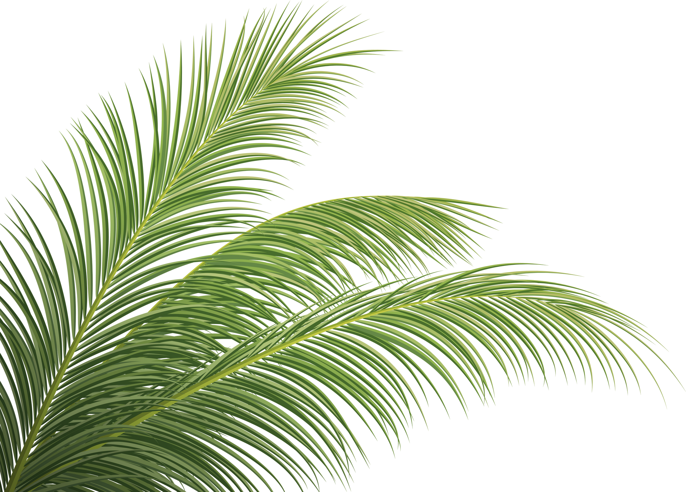 palm branch, coconut leaf, tropical plant decorative  background